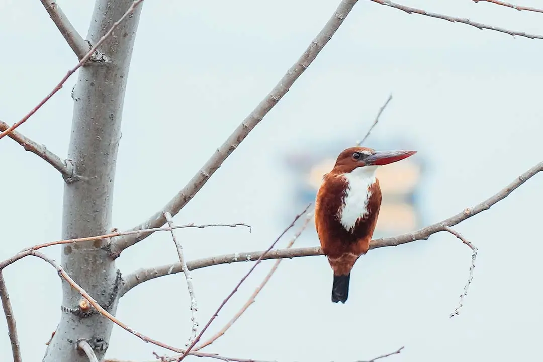 Madagascar Pygmy KingFisher